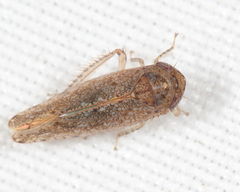 Paraphlepsius irroratus