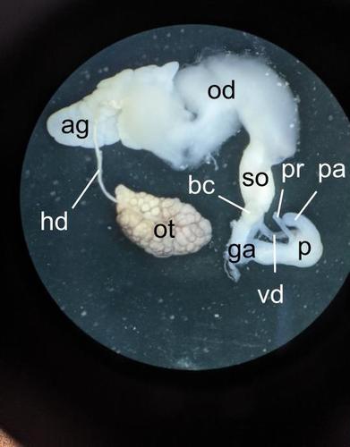 Striped Greenhouse Slug