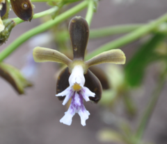 Epidendrum exasperatum