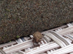 Myosides seriehispidus