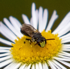 Hylaeus affinis