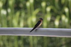 Hirundo rustica