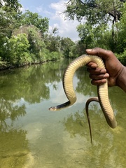 Nerodia erythrogaster