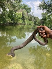 Nerodia erythrogaster