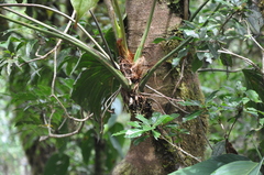 Anthurium concinnatum