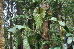 Anthurium concinnatum