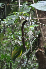 Anthurium concinnatum