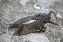 Lethocerus patruelis
