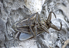 Lethocerus patruelis