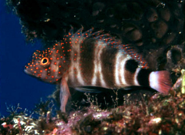 Amblycirrhitus