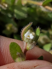 Plagiobothrys torreyi diffusus