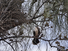 Pomatostomus ruficeps