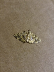 Glyphodes caesalis