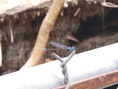 Argia gaumeri