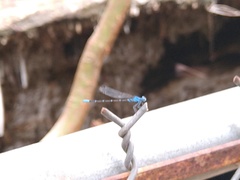 Argia gaumeri