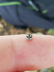 Adalia decempunctata