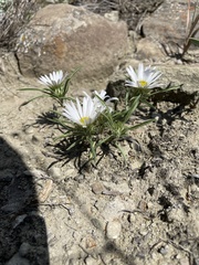 Townsendia grandiflora