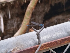Argia gaumeri