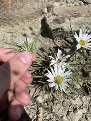 Townsendia grandiflora