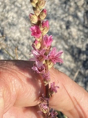 Sidalcea oregana spicata