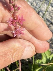 Sidalcea oregana spicata