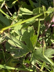 Sidalcea oregana spicata