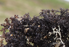 Cetraria nigricans