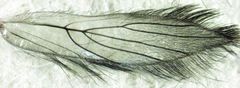 Echmepteryx hamiltoni