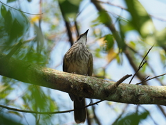 Pycnonotus zeylanicus