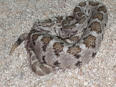 Crotalus enyo enyo