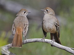 Drymodes brunneopygia