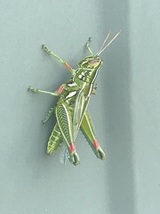 Hesperotettix viridis