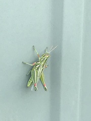 Hesperotettix viridis