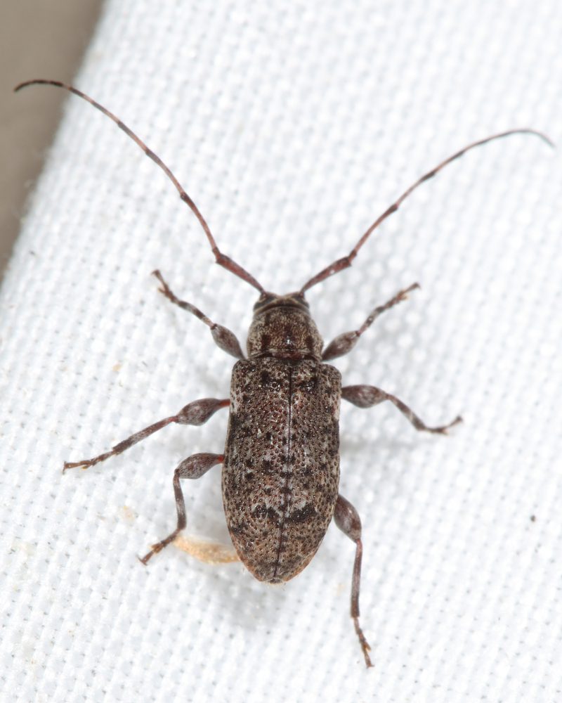 Six-speckled Long-horned Beetle