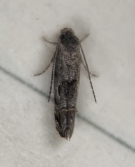 Mompha solomoni