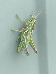 Hesperotettix viridis