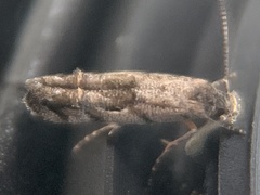 Mompha solomoni