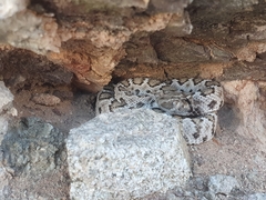 Crotalus catalinensis