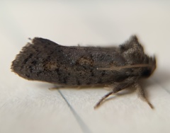Acrolophus forbesi
