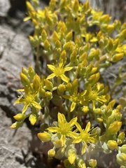 Sedum debile