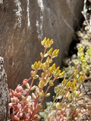 Sedum debile