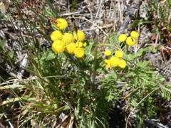 Tanacetum bipinnatum