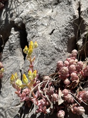 Sedum debile