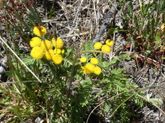 Tanacetum bipinnatum
