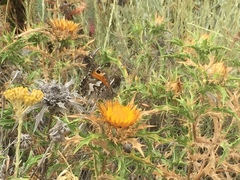 Hipparchia aristaeus