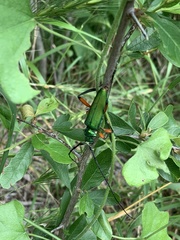 Plinthocoelium suaveolens