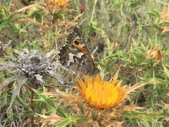 Hipparchia aristaeus