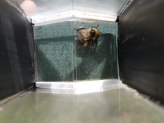 Bombus frigidus