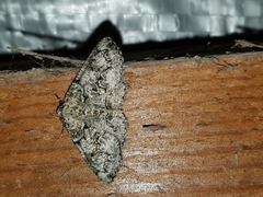 Cleorodes lichenaria