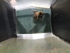 Bombus frigidus